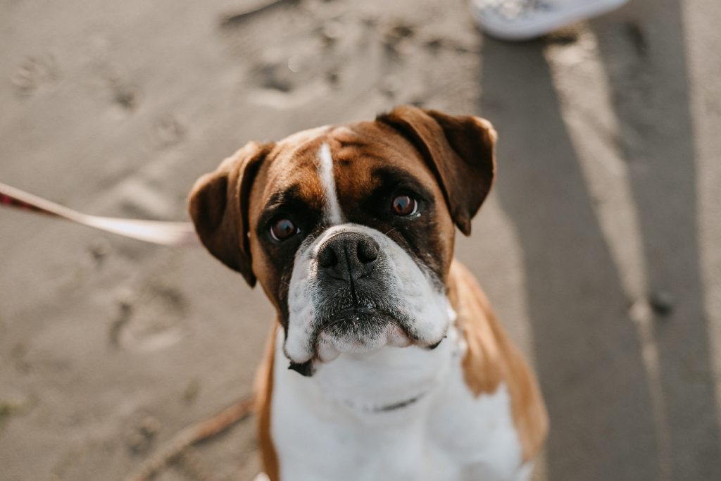 close up of boxer dogs face 