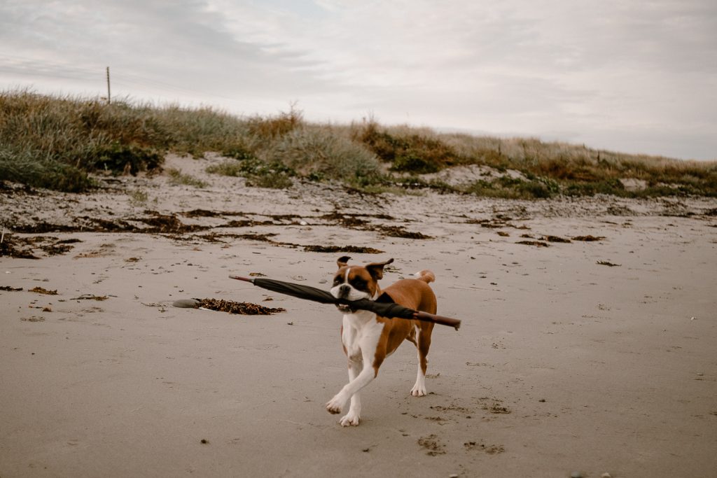 dog running on beach with umbrella in mouth 
